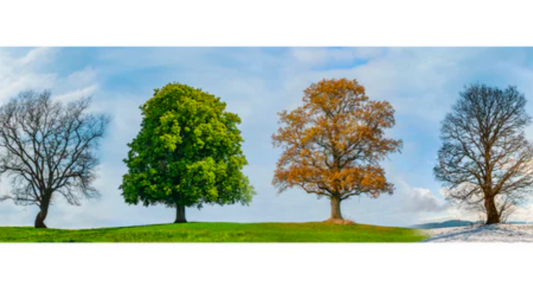 trees showing the different seasons